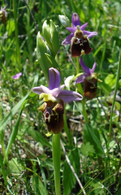 Orchidee dalla Puglia